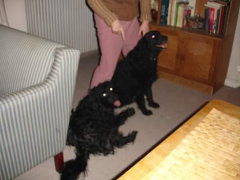 Blanding af racer Bølle - Det her er så Pippi og mig. Det er altså mig den lille, men det kan godt være svært at se forskel. billede 5