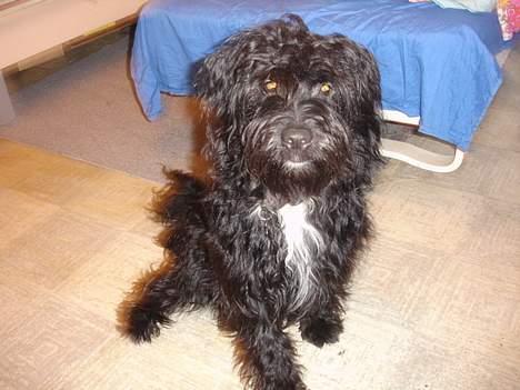 Blanding af racer Bølle - Er jeg ikke bare dejlig billede 6