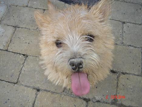 Norwich terrier Bjørn billede 1