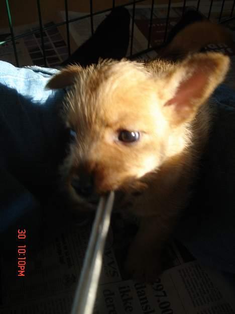 Norwich terrier Bjørn billede 2