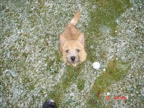 Norwich terrier Bjørn billede 3