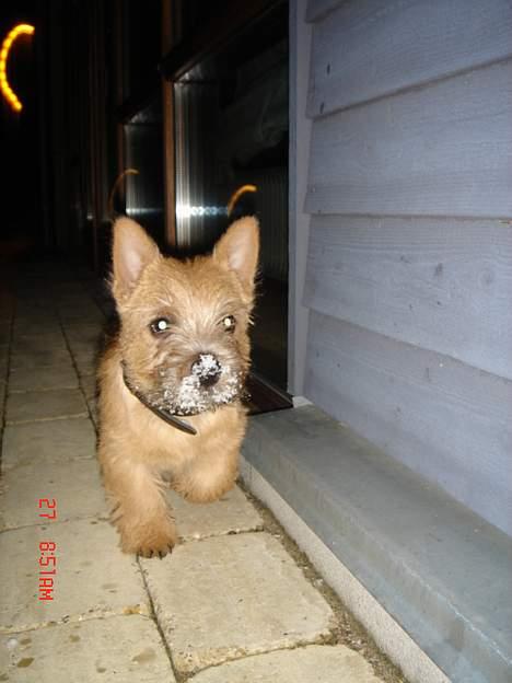 Norwich terrier Bjørn billede 4