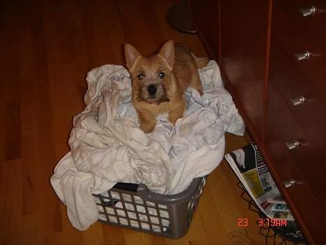 Norwich terrier Bjørn billede 5