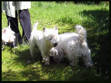 West highland white terrier TRIMMEKURSUS d. 4. juni  billede 1