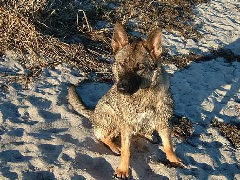 Schæferhund Sportshund Ally - d. 26/2-06 Endnu et vådt billede billede 7