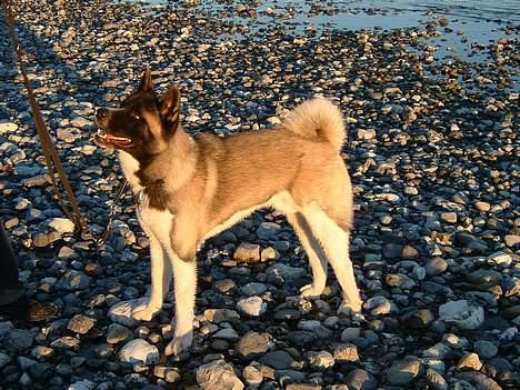 Schæferhund Sportshund Ally - d. 26/2-06 Legekammeraten Hanzo, en Great Japanese Dog/American Akita billede 8