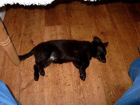 Blanding af racer Bølle solgt til ex konen - man bliver vel træt ind imellem.. billede 14