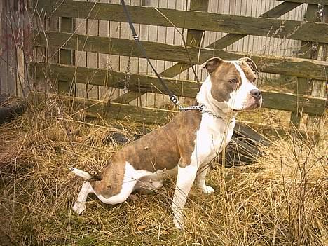 Amerikansk staffordshire terrier Pumba - "Jeg kan ligne en frø" KVÆK KVÆK billede 1