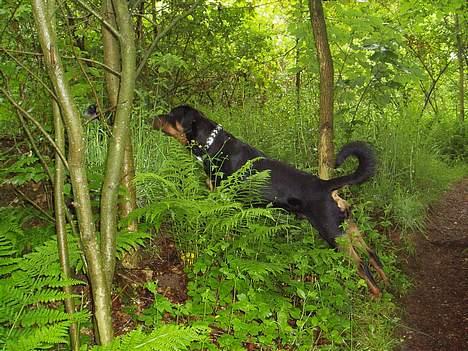 Rottweiler Thais - Jeg kigger lige efter en fugl.. billede 1