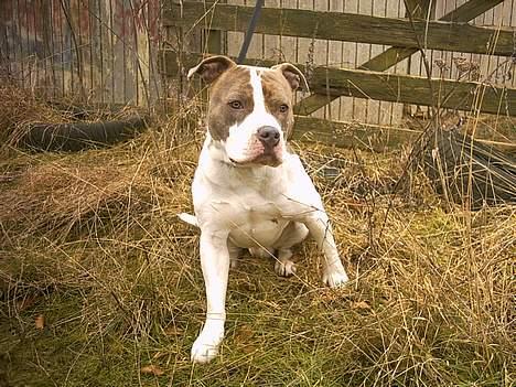 Amerikansk staffordshire terrier Pumba billede 2
