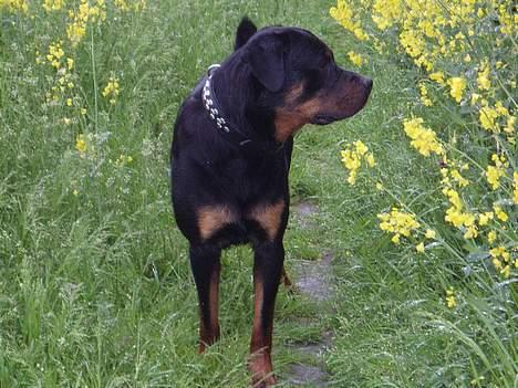 Rottweiler Thais - Hvem der?? Hallo jeg står lige foran dig, fjols billede 2