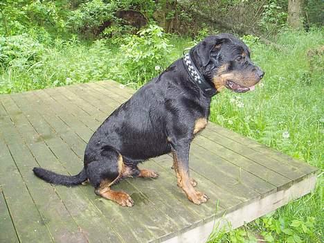 Rottweiler Thais - Kan også sidde pænt.. billede 3