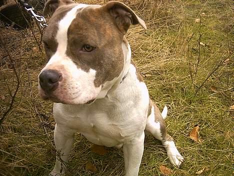 Amerikansk staffordshire terrier Pumba billede 3