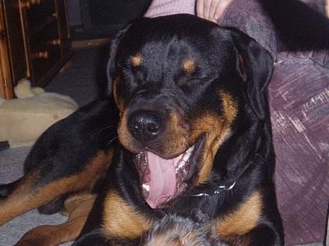 Rottweiler Thais - Århhh, jeg blev lige så træt, gaaaab billede 4