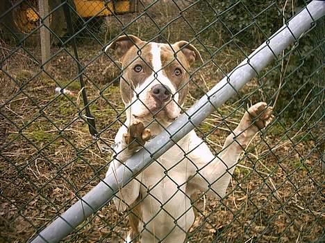 Amerikansk staffordshire terrier Pumba billede 4