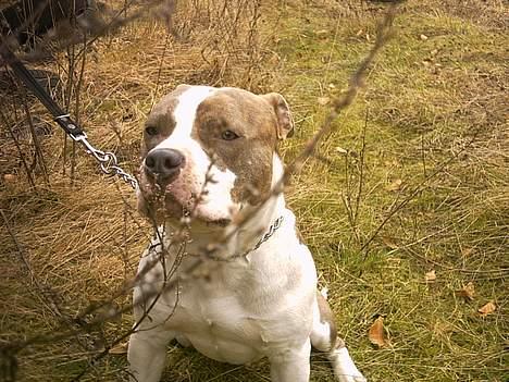 Amerikansk staffordshire terrier Pumba billede 5