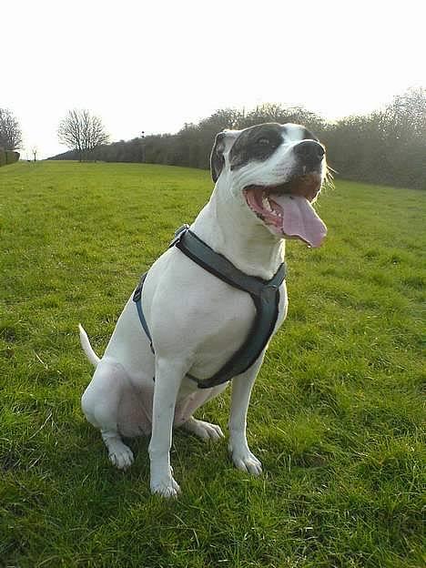 Amerikansk staffordshire terrier Kira billede 1