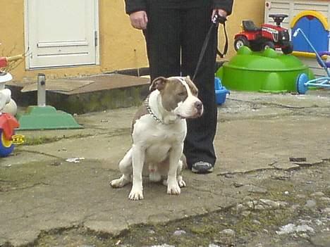 Amerikansk staffordshire terrier Pumba billede 6