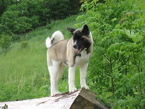 American Akita Hanzo billede 1