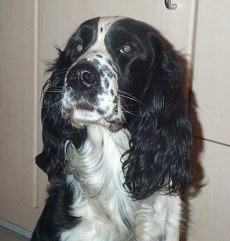 Engelsk springer spaniel Rowntree Indra at Zima - Indi hund billede 1