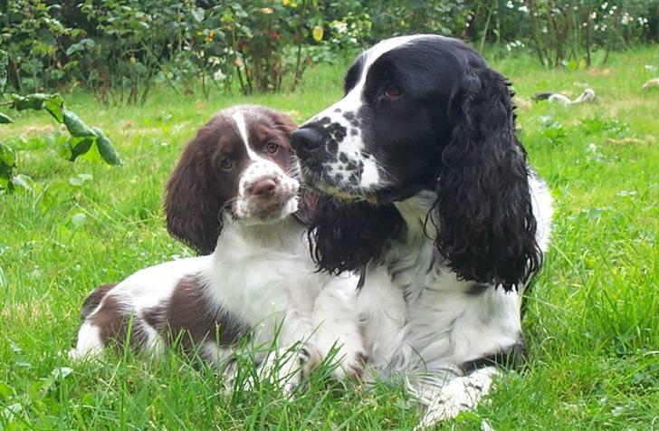 Engelsk springer spaniel Rowntree Indra at Zima - Indi og lille bitte Maggie :) billede 2