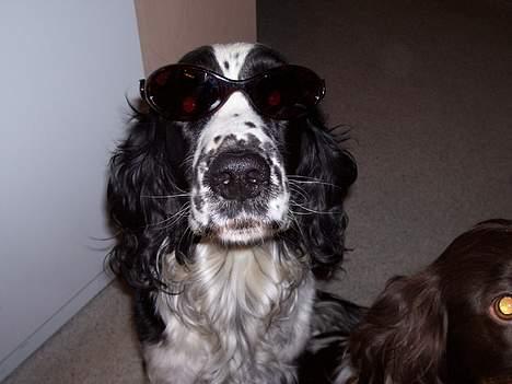 Engelsk springer spaniel Rowntree Indra at Zima - Smart med briller billede 5