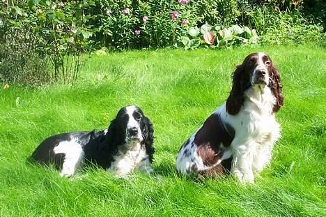 Engelsk springer spaniel Rowntree Indra at Zima - To hunde piger i det grønne billede 6