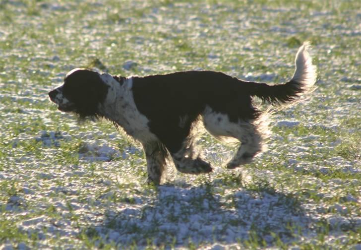 Engelsk springer spaniel Rowntree Indra at Zima - Løbetur billede 8