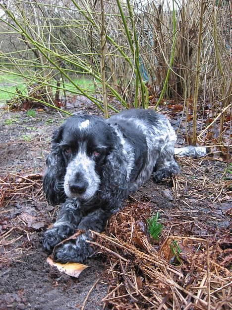 Cocker spaniel Antali' Ronja :b - udenfor . billede 17