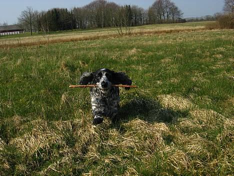 Cocker spaniel Antali' Ronja :b - på gåtur d: billede 18