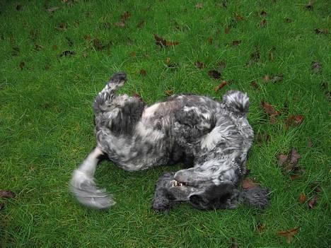Cocker spaniel Antali' Ronja :b - hun elsker at rulle sig d; billede 19