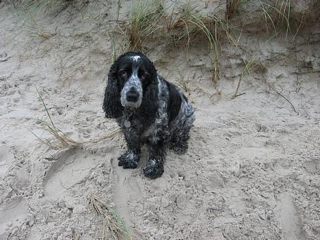 Cocker spaniel Antali' Ronja :b - gammelt billede d: billede 20