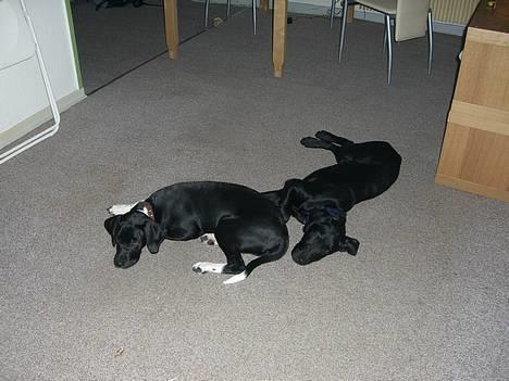 Blanding af racer Bertil - Mig og min bror tager lige en slapper efter mange timers leg... :O) billede 13