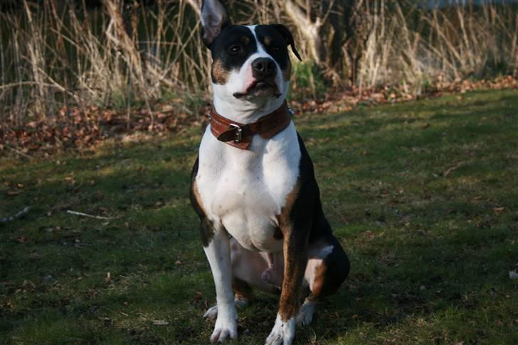 Amerikansk staffordshire terrier Amigo billede 11