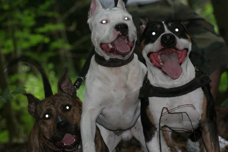 Amerikansk staffordshire terrier Amigo billede 12