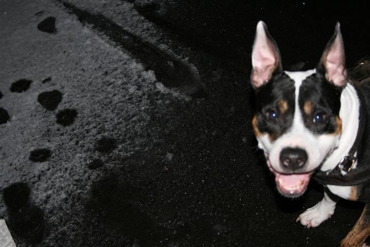 Amerikansk staffordshire terrier Amigo billede 13