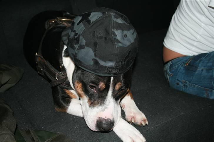 Amerikansk staffordshire terrier Amigo - Hiphop Amigo :) billede 14