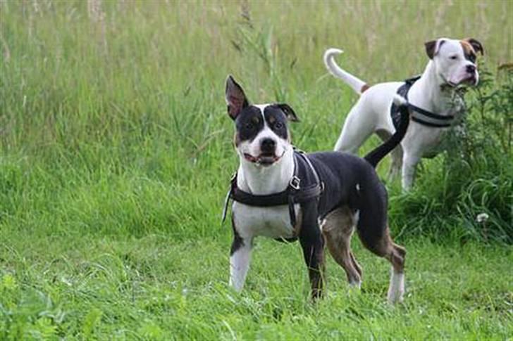 Amerikansk staffordshire terrier Amigo billede 15
