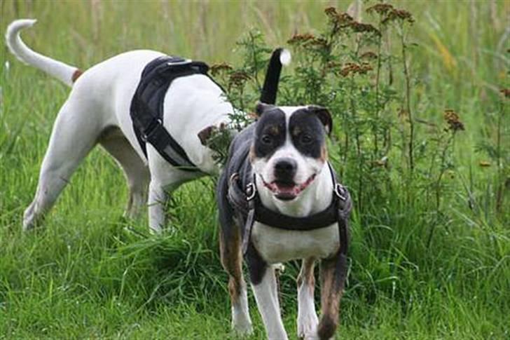 Amerikansk staffordshire terrier Amigo billede 16