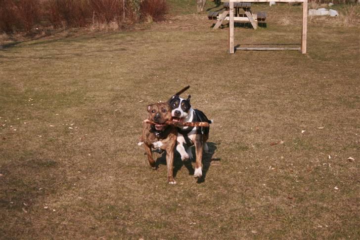 Amerikansk staffordshire terrier Amigo billede 17