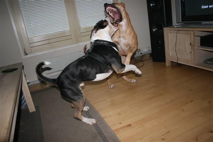 Amerikansk staffordshire terrier Amigo - Amigo og Zigga i vild leg.. billede 18