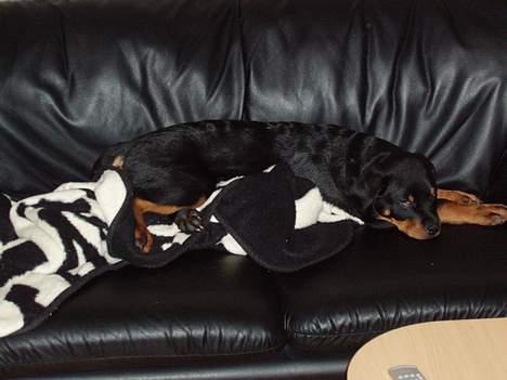 Rottweiler rex - 15 uger gammel billede 11