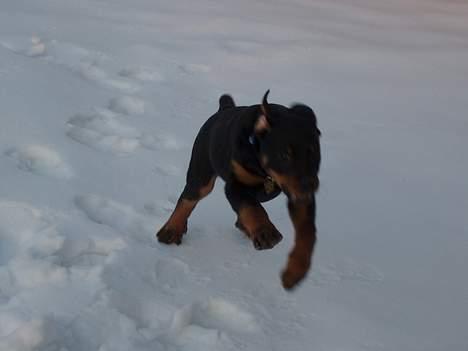 Rottweiler rex - 15 uger gammel billede 12