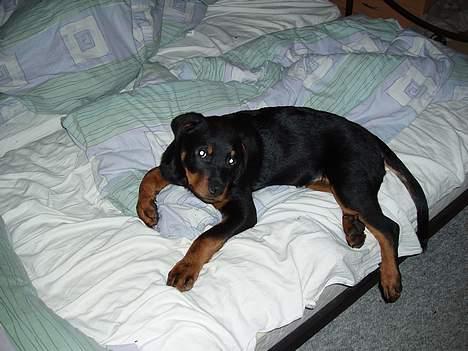 Rottweiler rex - 15 uger gammel billede 13