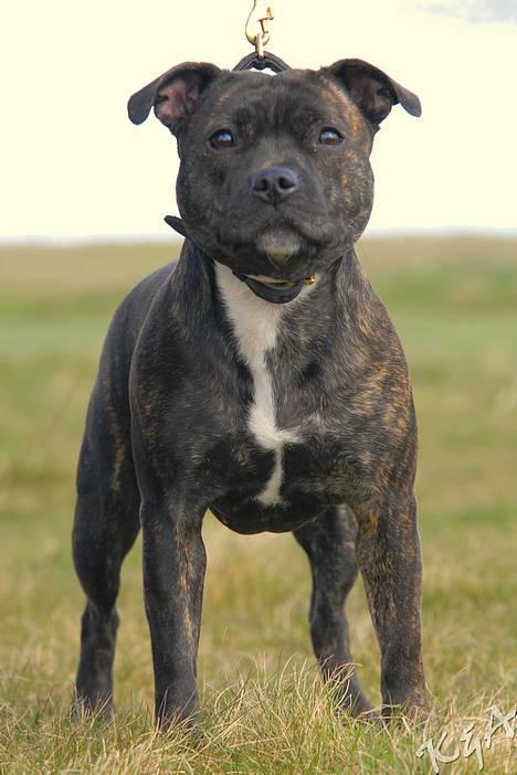 Staffordshire bull terrier Luna - Smukke smukke Luna (16 mdr.) billede 1