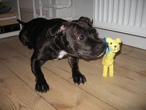 Staffordshire bull terrier Luna - Luna og hendes fødselsdagsgiraf Jerry ( 1 år) billede 2
