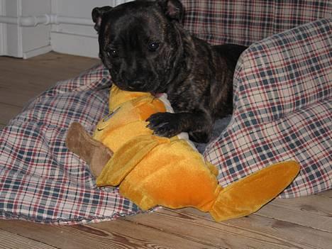 Staffordshire bull terrier Luna - Luna og fisken Snip (10 mdr.) billede 3