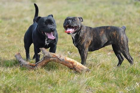 Staffordshire bull terrier Luna - Luna og Lucky billede 4