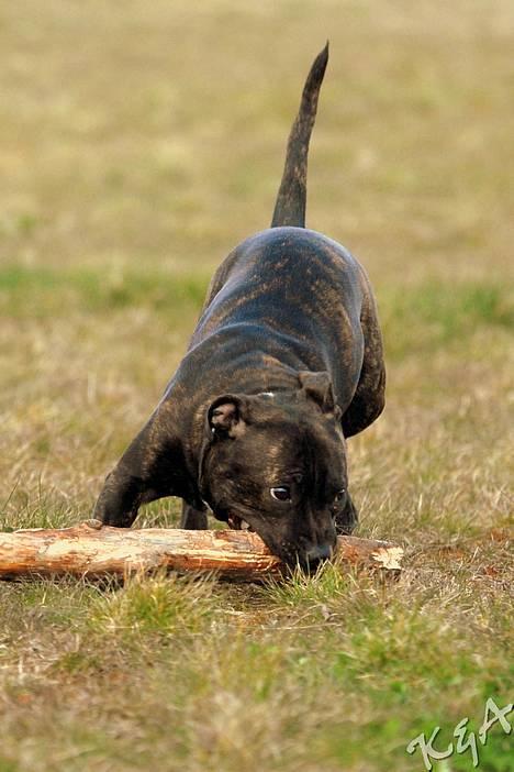 Staffordshire bull terrier Luna - Elsker pinde, grene, kæppe eller skal vi bare sige træ generelt  billede 5