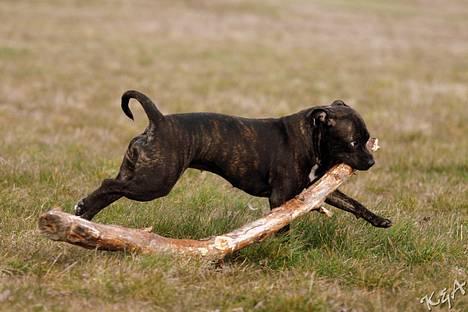 Staffordshire bull terrier Luna - Ahh dejlig pind. (16 mdr.) billede 6